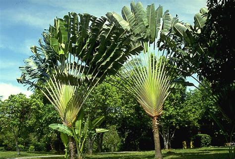 Singapur Sentosa Baum Des Reisenden Ravenala Madagascariensis