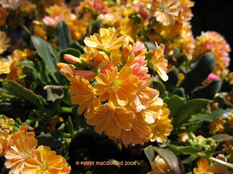 Plantfiles Pictures Lewisia Cliff Maids Siskiyou Lewisia Siskiyou