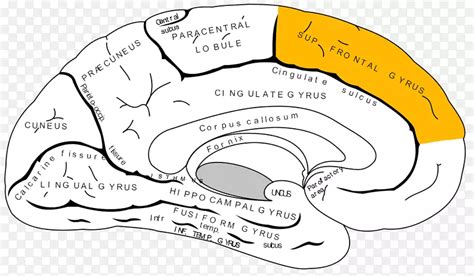 扣带回前扣带回大脑皮质前额叶皮质脑 脑PNG图片素材下载 图片编号2177532 PNG素材网