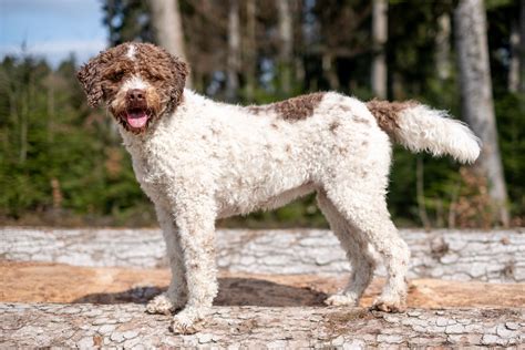 Xt Lagotto Romangnolo Daniel Schlatter Flickr