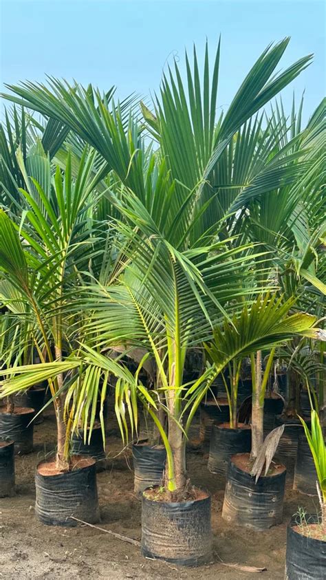 Well Watered Green Desavali Coconut For Fruits Alluvial Soil At Rs