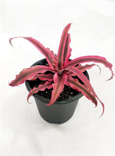 Classic Cryptanthus Bivittatus Live Plant Pot Included Garden And Outdoors