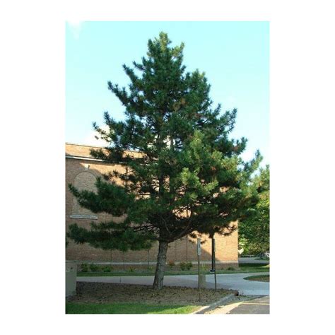 Pin Noir D Autriche Pinus Hauteur Cm En Pot De Litres