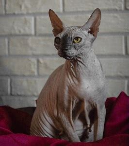 How Much Does A Hairless Cat Cost Thepricer Media