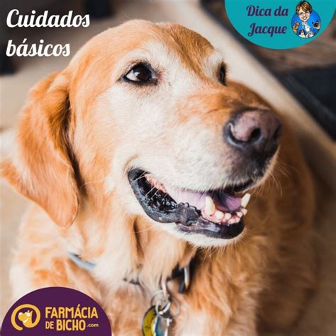 8 Cuidados básicos que se deve ter os pets no dia a dia Blog da