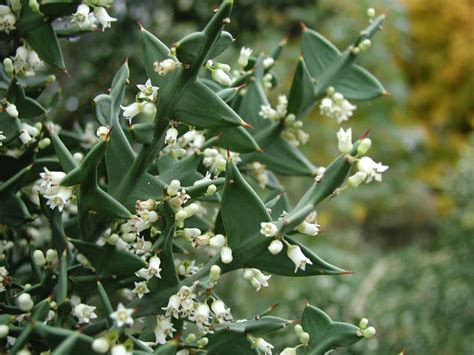 Colletia Paradoxa