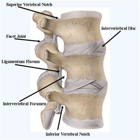 Biology: Intervertebral disc