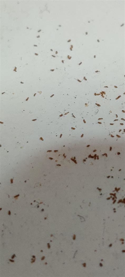 Small Moths In Kitchen Cabinets