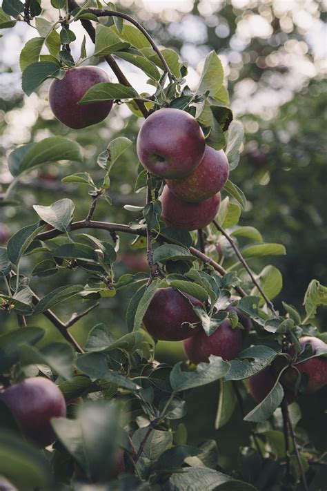 Download free photo of Apple,apple orchard,apple tree,orchard,fruit ...