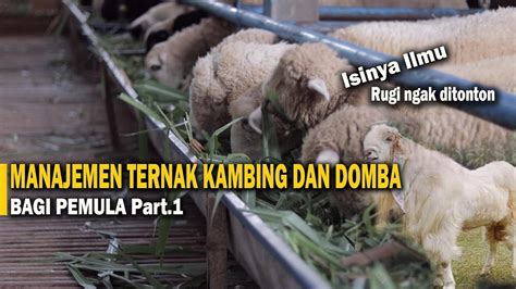 Manajemen Ternak Kambing Dan Domba Bagi Pemula Youtube