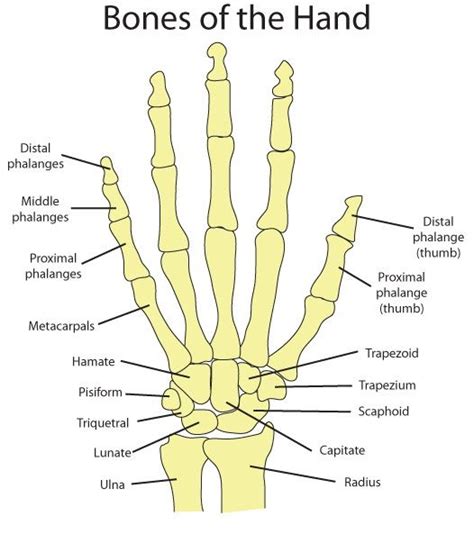 Best 25+ Hand bone anatomy ideas on Pinterest | Hand bone, Human hand bones and Bone drawing