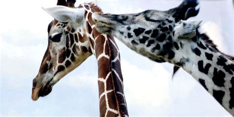 In search of the National Zoo's giraffes - The Washington Post