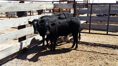 Arizona man indicted for cattle rustling | Sonoran News