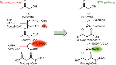 A Nature Catalysis X Mol