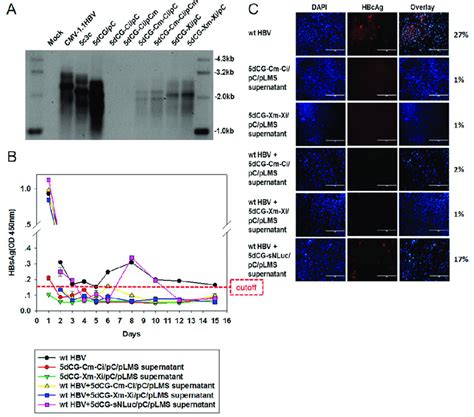 5dCG Delivered RNA Interference Inhibited Co Infecting Wild Type HBV