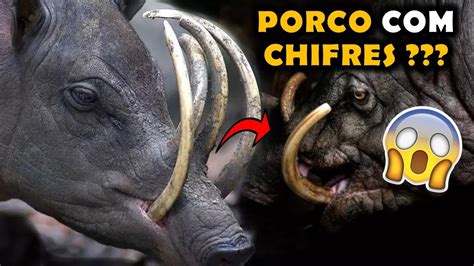 O Curioso Porco Que Perfura Sua Boca Seus Dentes Youtube