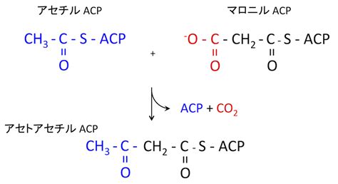 脂肪酸の合成: Fatty acid synthesis