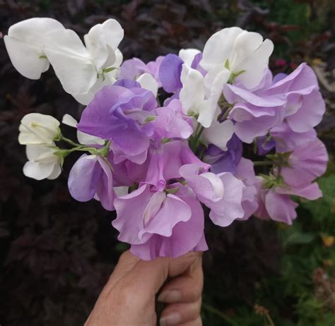 Sweet pea sowing in the autumn – Higgledy Garden