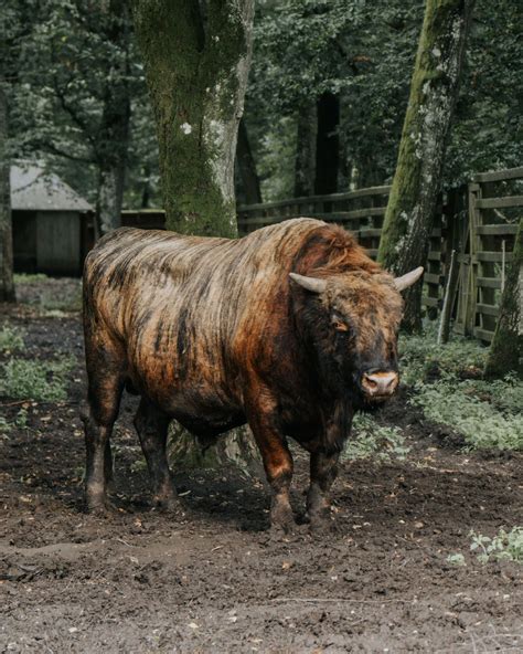 Wycieczka rowerowa po Białowieskim Parku Narodowym Odkryj Puszczę