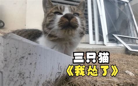 人家三只猫，你是不是怕了？猫咪：谁跑了，三十六计不懂？ 豆沙包是两只喵 豆沙包是两只喵 哔哩哔哩视频