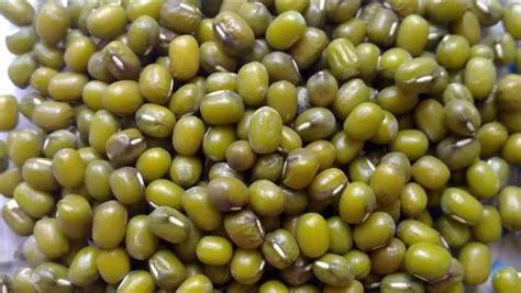 Kacang Hijau Sumber Nutrisi Yang Kaya Manfaat Karawang Post