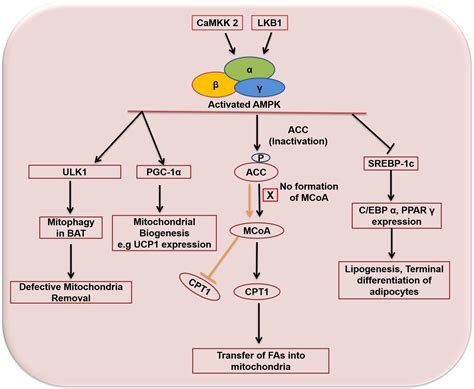 Frontiers Molecular Mechanisms Of Adipogenesis The Anti Adipogenic