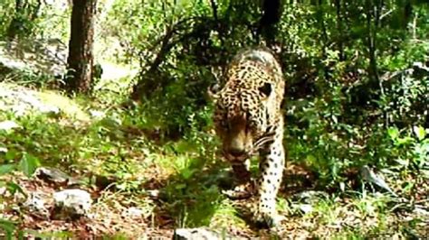 The Only Wild Jaguar In The U S Has Finally Been Filmed HowStuffWorks