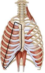 Muscles Of The Thorax Flashcards Quizlet