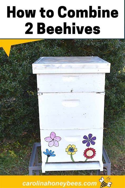 How To Combine Two Beehives With Newspaper Carolina Honeybees