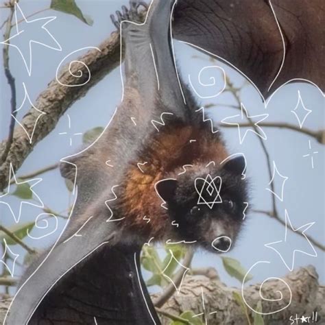 Fruit Bat Otherhearted Pfp In 2024 Fruit Bat Mammals Kinds Of Fruits