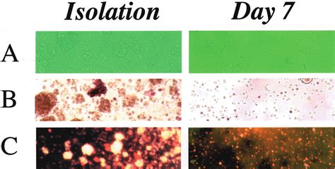 Morphology And Dithizone Dtz Staining Of The Cells A Morphology Of