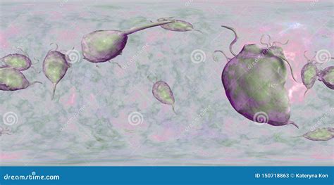 Trichomonas Vaginalis Protozoan 360 Degree Spherical Panorama Stock Illustration Illustration