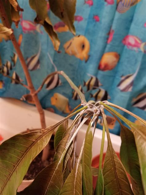 Indoor mango tree dyeing : r/plantclinic