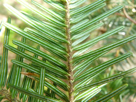 Photographie de Sapin pectiné abies alba pinacées réalisée par Denis