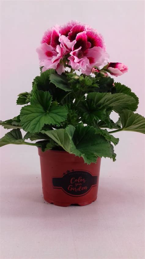 Pelargonium ELEGANCE TONY — Plant Wholesale FlorAccess
