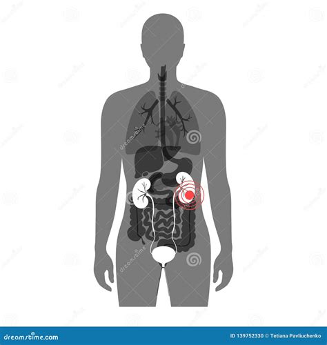 Illustration Of Kidney Cross Section With Names | CartoonDealer.com