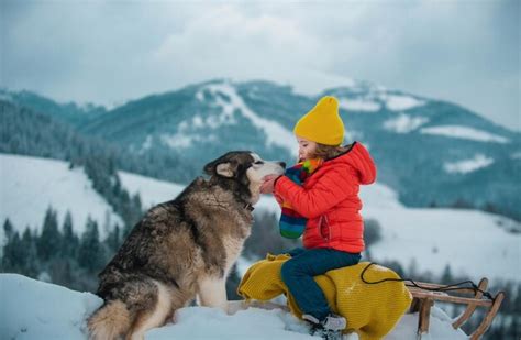 Niedlicher Junge Genießt Eine Schlittenfahrt Mit Husky Hund Kind Fährt