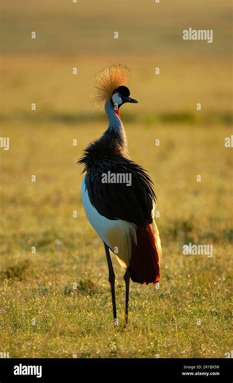 Gray Crowned Cranes Balearica Regulorum Grey Necked Crowned Cranes