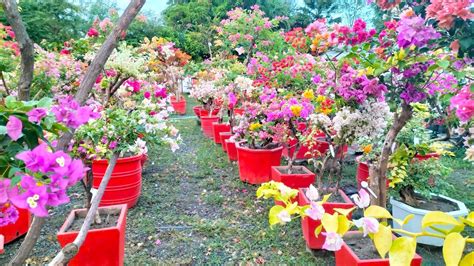 FLEXING BLOOMING GRAFTED BOUGAINVILLEA HERE AT ROYALE GARDEN YouTube