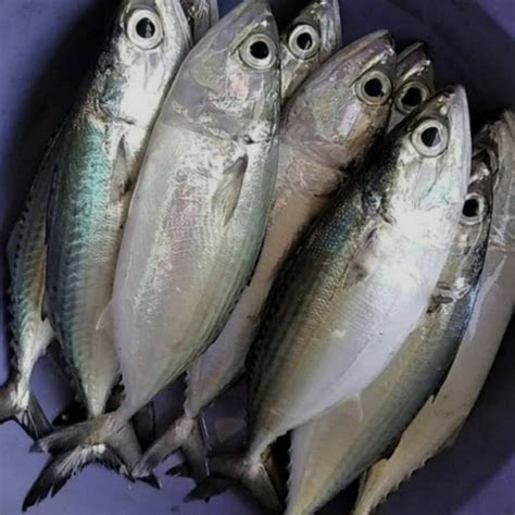 Jual Ikan Kembung Banjar Segar 1Kilogram Jakarta Selatan IKAN LAUT