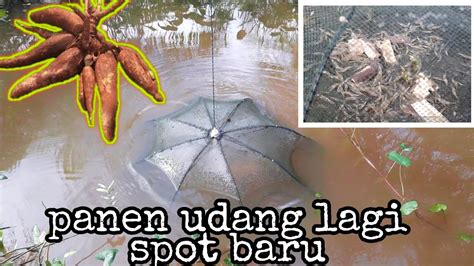 Cek Bubu Payung Di Parit Kecil Panen Udang Galah Menggunakan Ubi Kayu