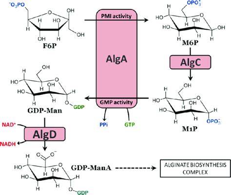 Biosynthesis Of Guanosine Diphosphate Mannuronic Acid Gdp Mana The Download Scientific