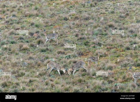 Two Male Southern Reedbucks Or Common Reedbuck Redunca Arundinum