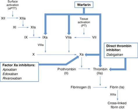 Anticoagulant Sites Of Action Within The Coagulation Ca Open I