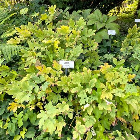 Tränendes Herz Expertenwissen für Garten Balkon