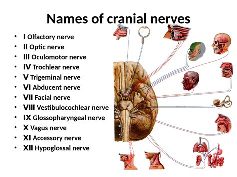 SOLUTION: Cranial Nerves and Their Functions, Optic Nerve Anatomy ...