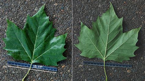 Platanus acerifolia | Landscape Plants | Oregon State University