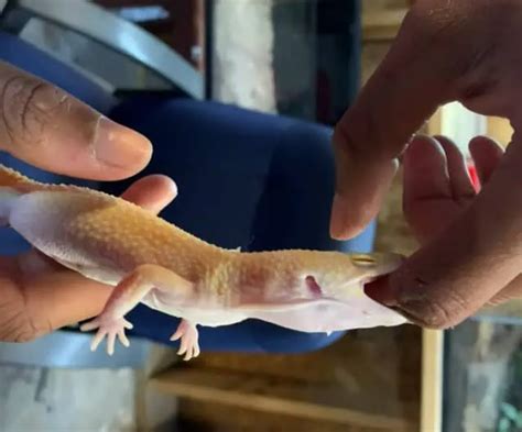 Leopard Gecko Biting Causes Prevention And Care ReptileBreeds