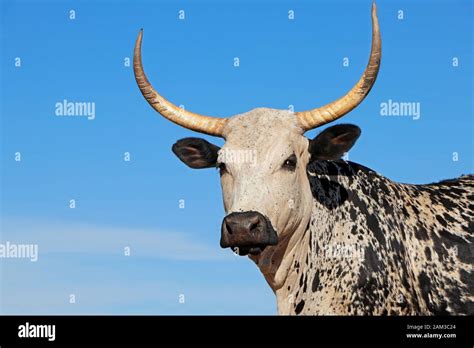 Nguni Cattle Hi Res Stock Photography And Images Alamy