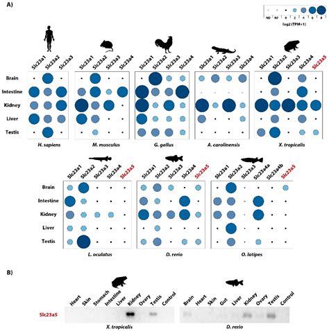 Fishes Free Full Text Identification Of A Novel Nucleobase